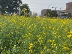 -光明小镇欢乐田园