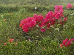 -光明小镇欢乐田园