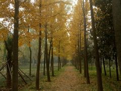 -洛阳市隋唐城遗址植物园