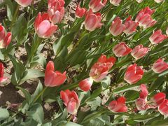 -长春公园(普阳街道)