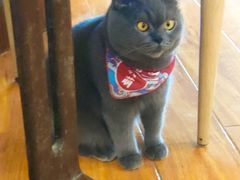 -喵园·猫主题咖啡厅·撸猫·猫咖(国贸店)