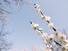 -无锡梅园公园