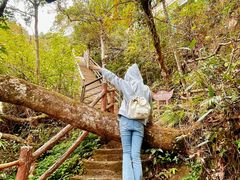 -金子山原生态旅游风景区