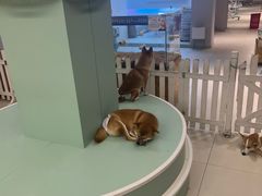 -怪兽屋·羊驼·猫咖·狗咖(俊华广场店)