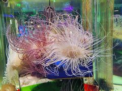 -太平洋海底世界