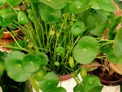 -双季花艺园艺市场(浦东店)
