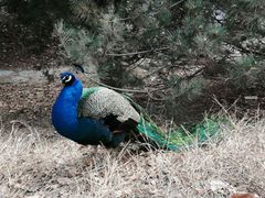 -北京麋鹿生态实验中心