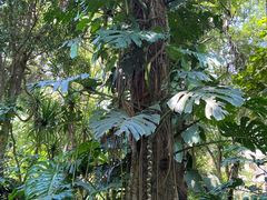 -中国科学院西双版纳热带植物园