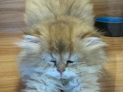-猫十亿·布偶金渐层·曼基康矮脚猫舍(青年路店)