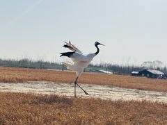 -盐城丹顶鹤湿地生态旅游区