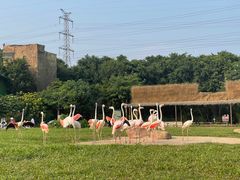 -广州长隆飞鸟乐园