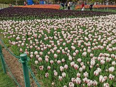 -大宁郁金香公园-停车场