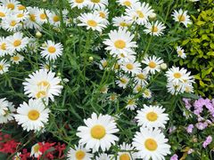 -七宝老街-闵行市民文化广场