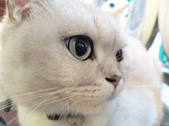 -李小姐の猫咖啡馆(五角场店)