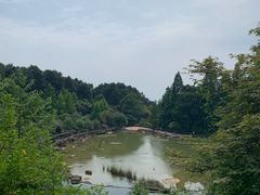 -铁山坪森林公园