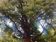 -遵化市禅林寺古银杏风景园