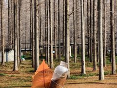 -黄海国家森林公园