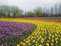 -杭州湾海上花田景区