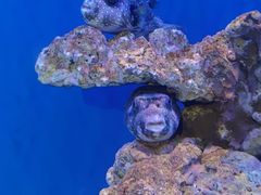 -贝林大翅鲸简餐厅(国家海洋博物馆店)