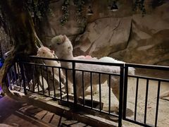 -zoonana室内动物园(东方福来德店)