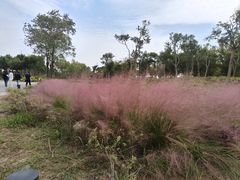 -春花秋色城市公园