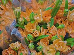 -循礼门鲜花花市(武汉循礼门店)