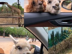 -济南野生动物世界