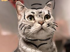 -猫儿山۰猫主题餐厅