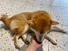 -柴务处·柴犬主题狗咖