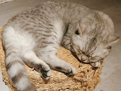 -猫儿山۰猫主题餐厅