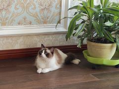 -宠爱国际动物医院· 猫科· 外科·中兽医(长白店)