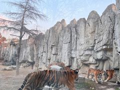 -上海野生动物园