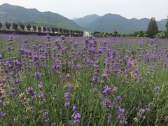 景点-曲江薰衣草庄园