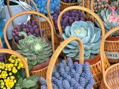 -溪岸路花鸟市场