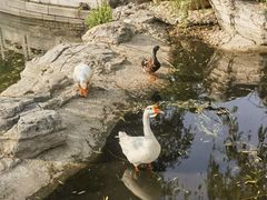 -莲花池公园