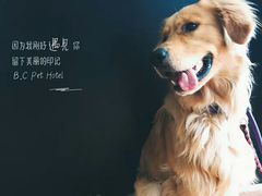 -西元前宠物酒店(郑庄府邸店)