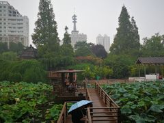 -紫荆山公园