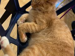 -Cappucimeow猫咪咖啡馆(韦伯时代店)