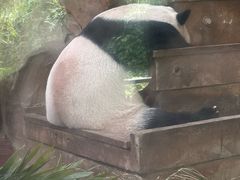 -成都动物园