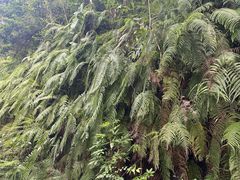 -海南热带雨林国家公园吊罗山景区