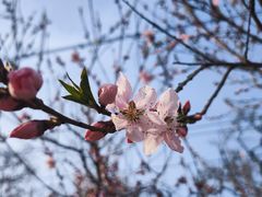 -桃花堤公园