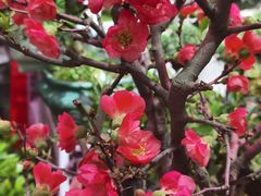 -花鸟鱼虫鲜花绿植市场(玉泉路店)