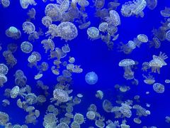 -江和美海洋公园