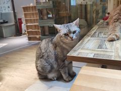 -小时光咖啡馆(开森度假森林店)