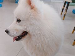 -安格丽娜·狗咖·猫咖羊驼咖(春熙路百盛商场店)