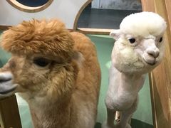 -藦茜花园宠物主题亲子互动体验馆(国顺东路店)