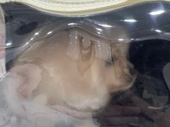 -瑞鹏宠物医院·骨外科·心肾科·肿瘤科(九亭店)