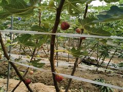 -武汉世外桃源农庄