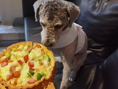 -百好乐宠物友好餐厅(朝外大街店)