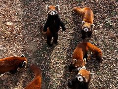 -石家庄市动物园